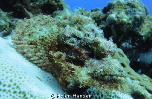 Stone fish by Helen Hansen 